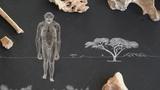 Amazing Places, Amazing Fossils: Lucy