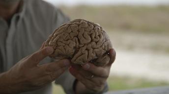 The 500-Million-Year History of the Human Brain image