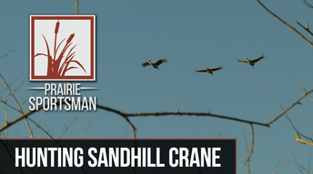 Hunting Sandhill Crane