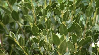 NC Science Now: Plants & Light