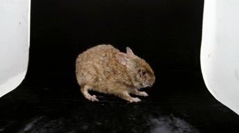 Creature Clip: Lower Keys Marsh Rabbit
