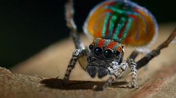S36 Ep6: Peacock Spider Performs Colorful Dance to Attract M
