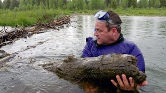 Beavers at Home