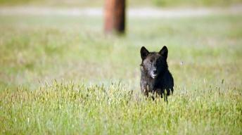 Wolves and Ground Squirrels