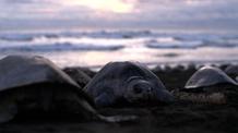 Video thumbnail: Big Pacific Mysterious