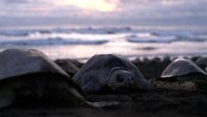Big Pacific: Mysterious, Episode 1