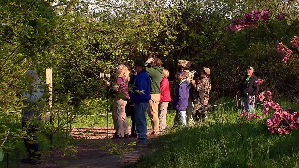 Chicago Bird Sanctuary is Best Place in State to See Spring image