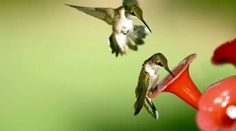 Season 2, Ep. 13: Hummingbirds – Life in Fast-forward