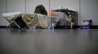 Houston crafts plan for sheltering pets during a crisis
