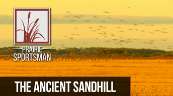 The Ancient Sandhill