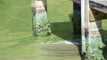 Toxic Algae: Complex Sources and Solutions - Trailer