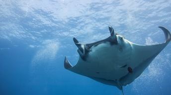 Majestic Mantas