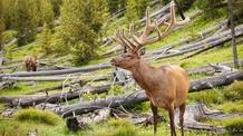 Video thumbnail: Great Yellowstone Thaw Episode 3