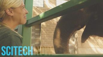 Healthy Elephant's, 3D Organ printing, Toy Story Science