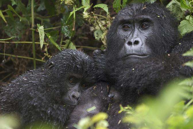 Mountain Gorilla Eps 1 - Kingdom in the Clouds