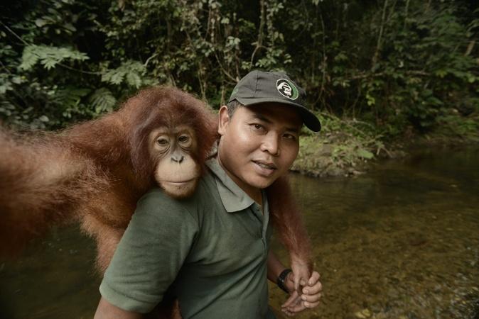 Wild School - Eps 3 Orangutans