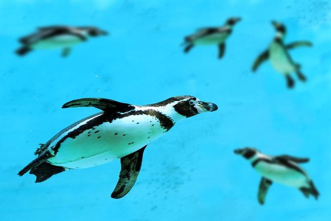 Wonder of Animals Eps 1 - Penguins