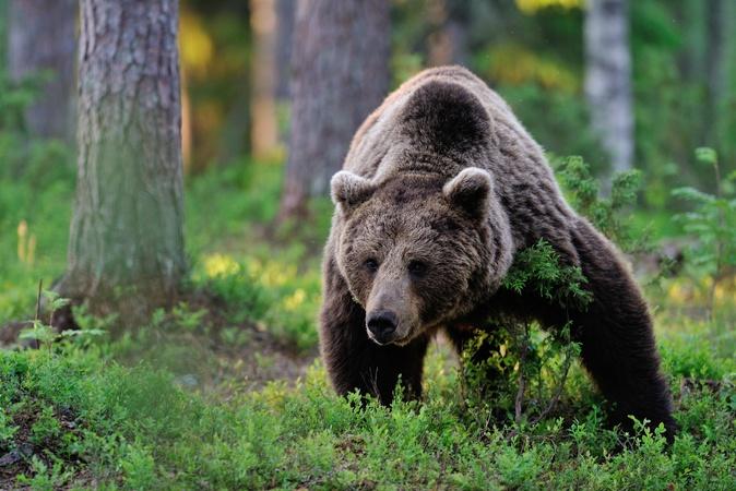 Wonder of Animals Eps 2 - Bears
