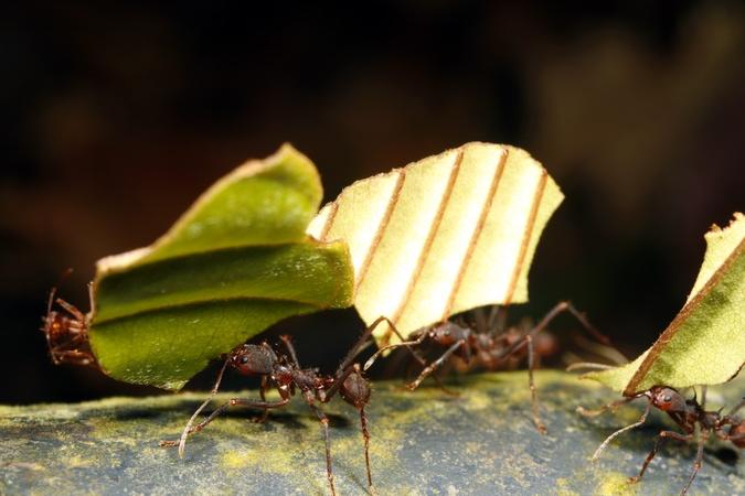 Wonder of Animals Eps 4 - Ants
