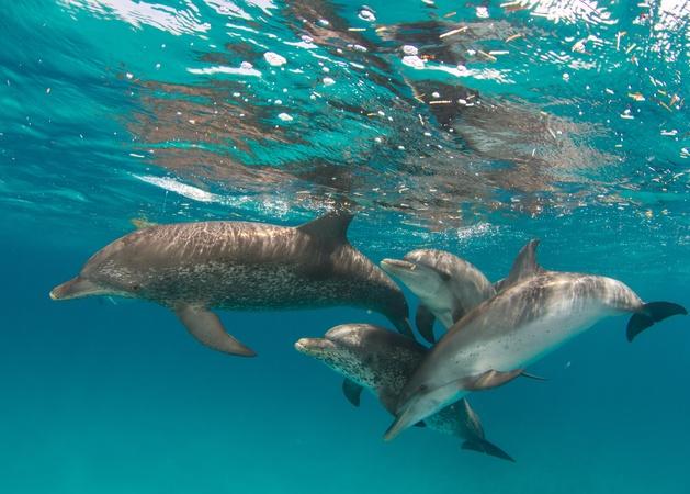 Wonder of Animals Eps 9 - Dolphins