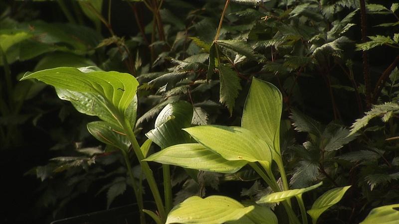 Right Plant Right Place