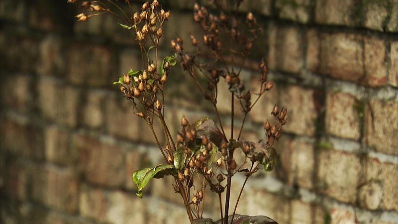 Spring Garden Preparation
