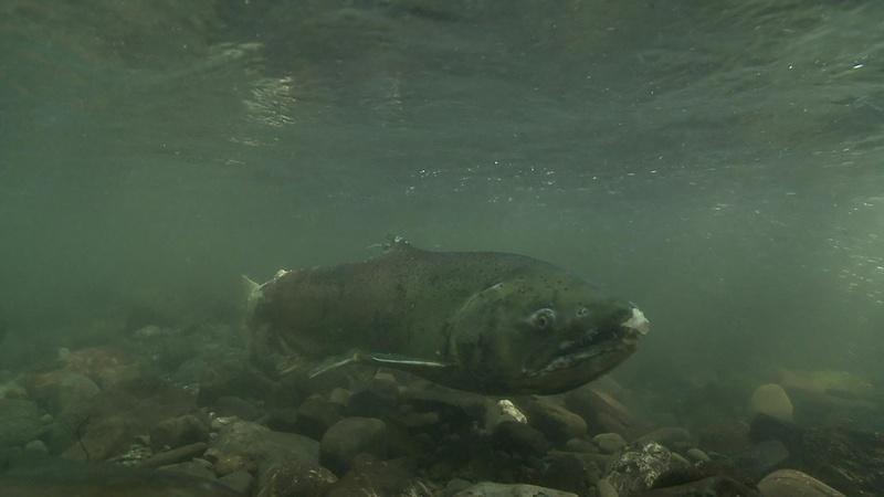Saving the Salmon