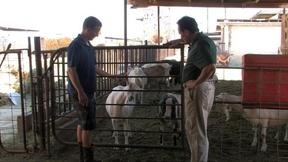 Image of Goat Cheese, Growing Citrus, Folk Art Furniture