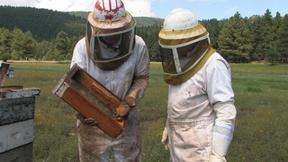 Image of Beekeeping, Growing Fig and Pistachio Trees, Botanical Art