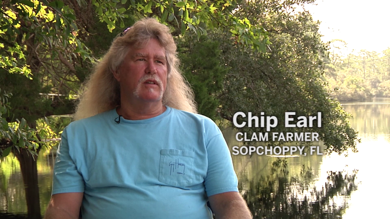 Clam Farming at Alligator Harbor