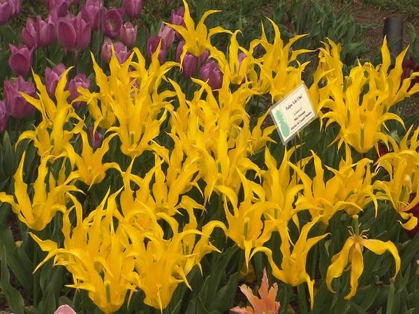 Volunteer Gardener 2515
