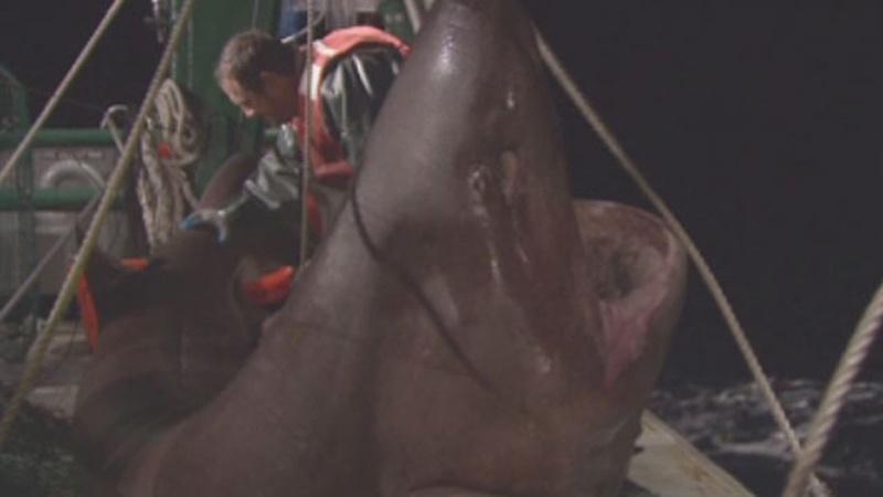 Catching a Six Gill Bluntnose Shark