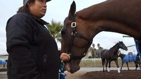 Image of Stable Life | Promo