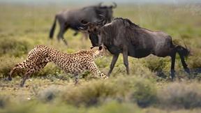 Image of EARTH A New Wild Tease