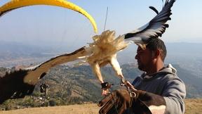 Image of Take the Vulture Quiz