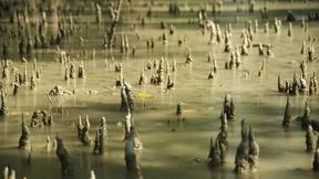 Image of See Why Magroves Are Important