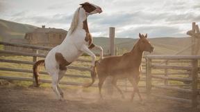 Image of Explore the Plains of Montana