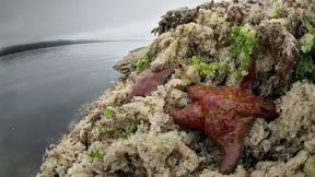 Image of Tour the Great Bear Rainforest