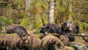 Image of Play the Great Bear Rainforest Quiz