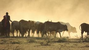 Image of EARTH A New Wild | Plains Preview
