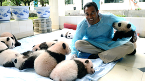 Image of EARTH A New Wild | Pandas