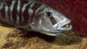 Image of Discover Africa's Freshwater Cichlids