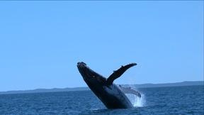 Image of Listen to "Songs of the Humpback Whale"