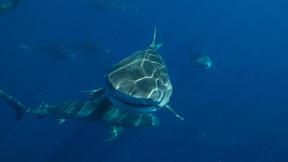 Image of Explore Where The Crew Filmed Sharks