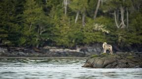 Image of EARTH A New Wild | Forests Preview