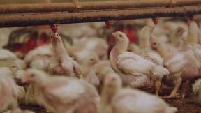 Image of The Trouble with Antibiotics