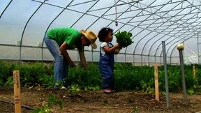 Image of Urban Gardening