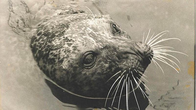 Full Episode: The Seal Who Came Home