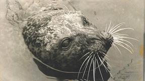 Image of The Seal Who Came Home - Preview