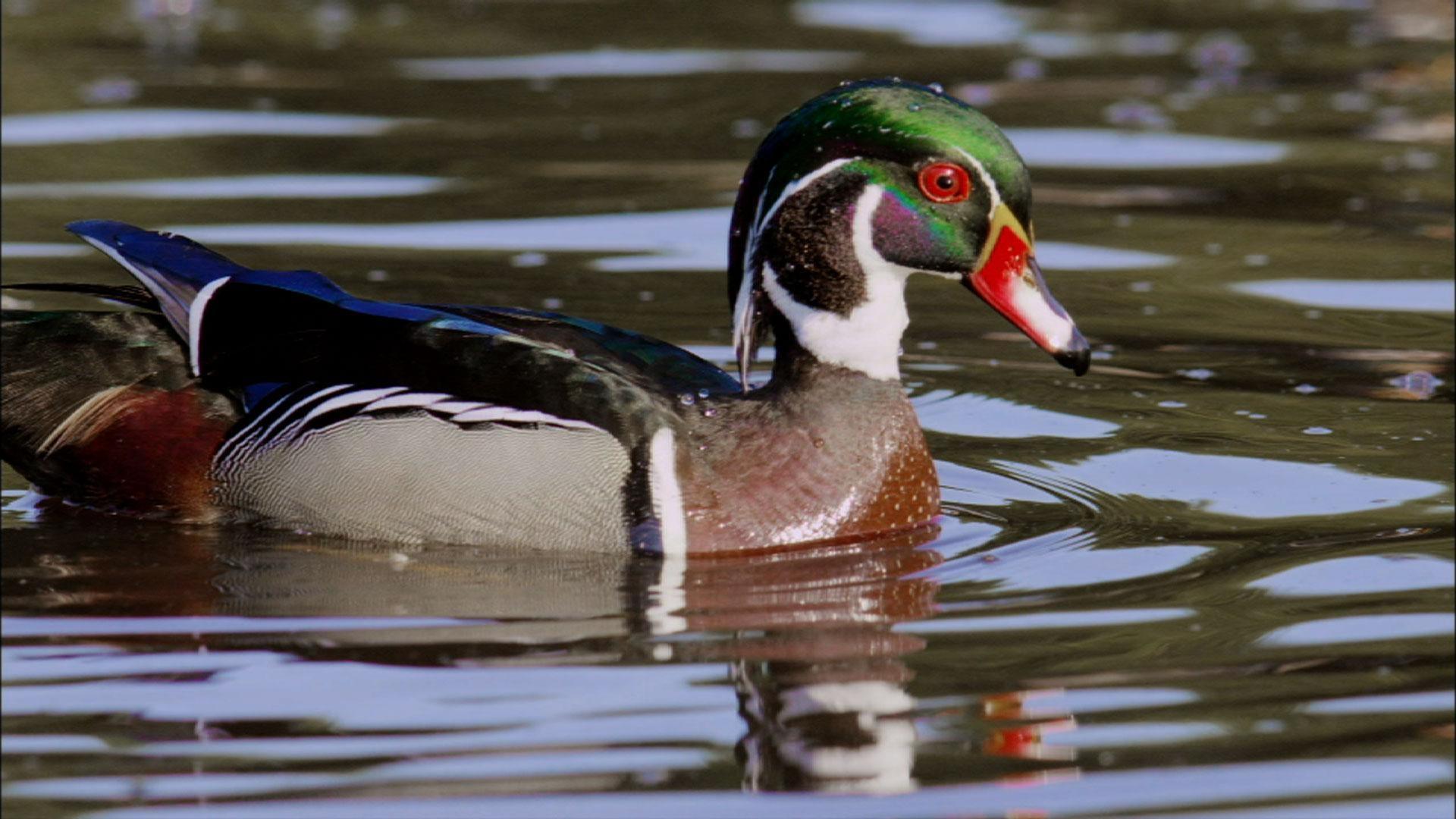 Nature: An Original DUCKumentary